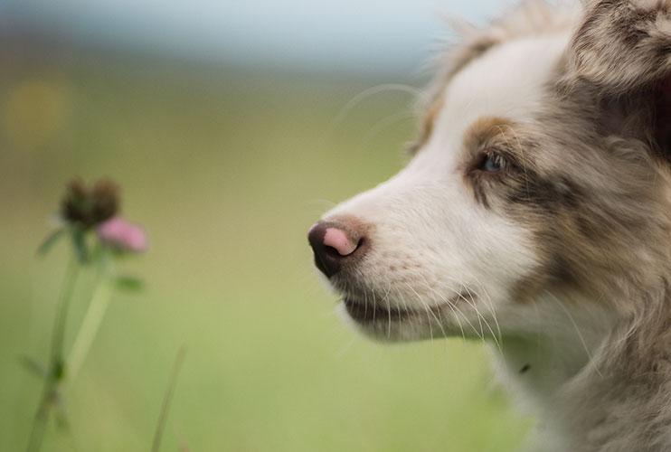 Natürliche Hundepflege aus Österreich von CANELO