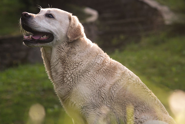 Natürliche Hundepflege aus Österreich von CANELO