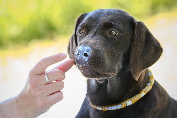 Hünding Bruna mit Sonnencreme für Hunde